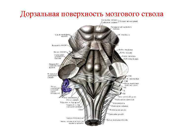 Ромбовидная ямка анатомия рисунок