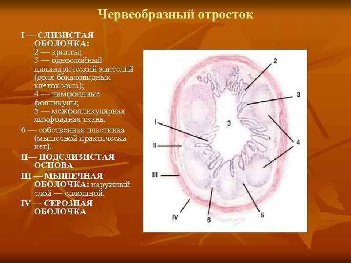 Оболочка 2