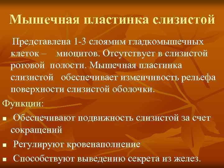 Мышечная пластинка слизистой Представлена 1 3 слоямим гладкомышечных клеток – миоцитов. Отсутствует в слизистой