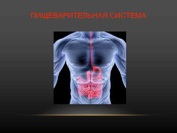 ПИЩЕВАРИТЕЛЬНАЯ СИСТЕМА 