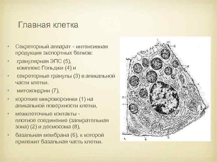 Главная клетка • Секреторный аппарат - интенсивная продукция экспортных белков: • гранулярная ЭПС (5),