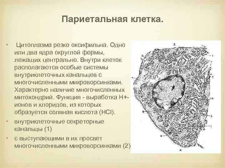 Париетальные клетки желудка. Функции париетальных клеток желудка. Строение париетальной клетки. Функция париетальных клеток желез желудка. Канальцы париетальных клеток.