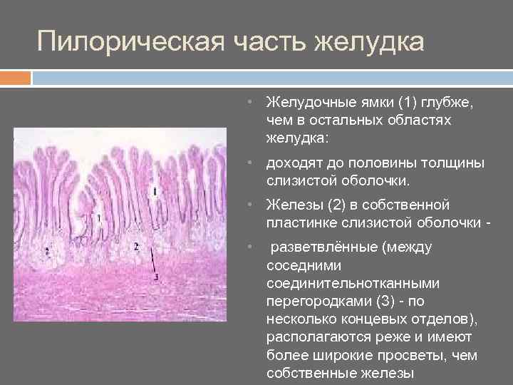 Пилорическая часть желудка • Желудочные ямки (1) глубже, чем в остальных областях желудка: •