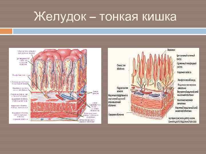Желудок – тонкая кишка 