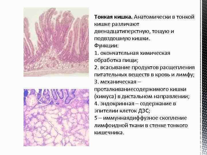 Тонкий кишечник функции