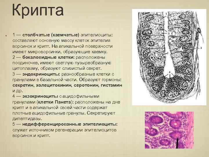 Основную массу клетки составляет