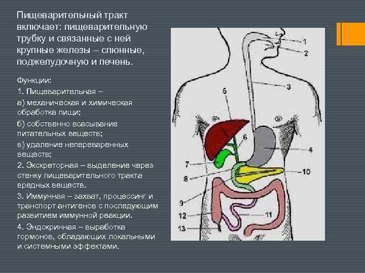 Пищеварение желез