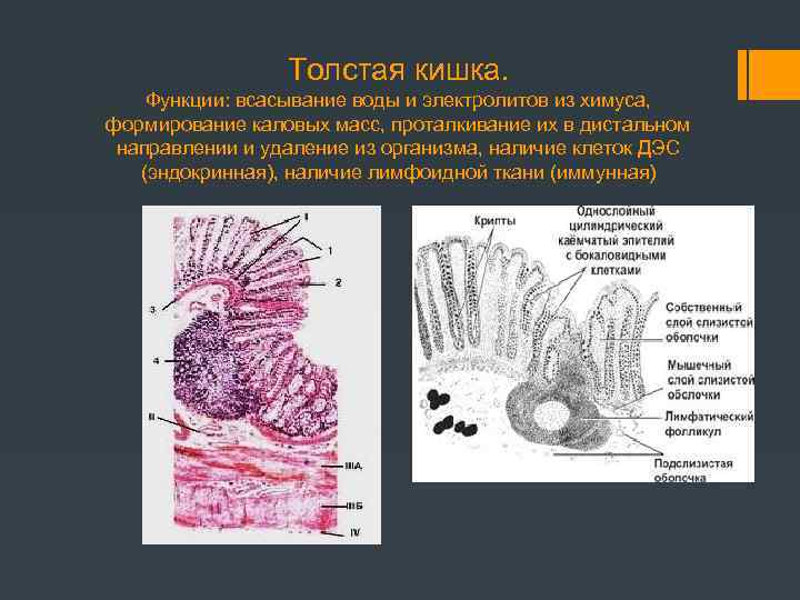 Толстая кишка. Функции: всасывание воды и электролитов из химуса, формирование каловых масс, проталкивание их