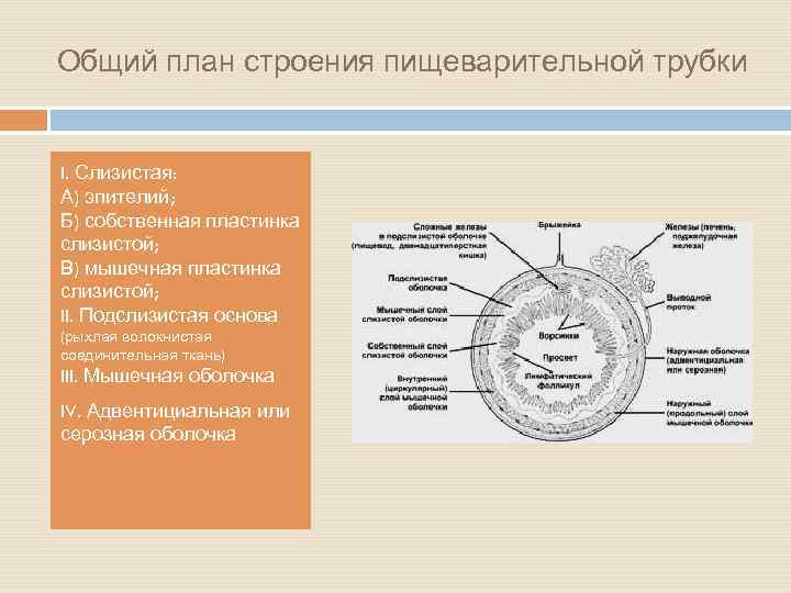 Общий план строения стенки пищеварительной трубки гистология