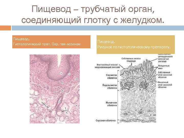 Пищевод – трубчатый орган, соединяющий глотку с желудком. Пищевод. Гистологический преп. Окр. гем-эозином Пищевод.