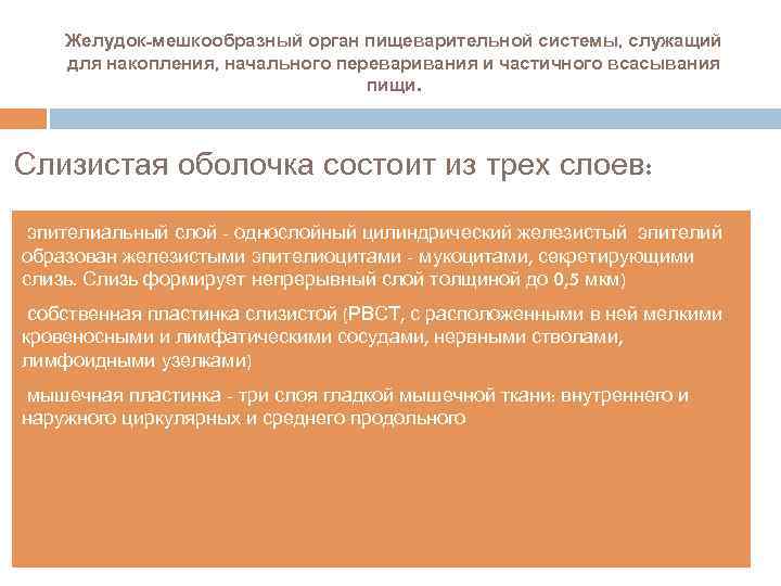 Желудок-мешкообразный орган пищеварительной системы, служащий для накопления, начального переваривания и частичного всасывания пищи. Слизистая
