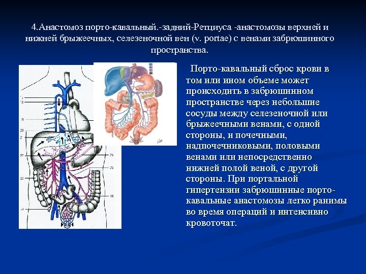 Воротная вена печени фото