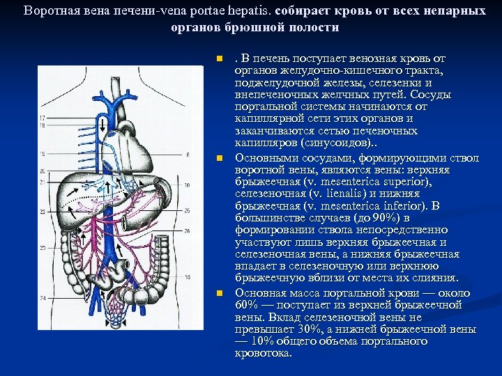 Воротная вена печени фото