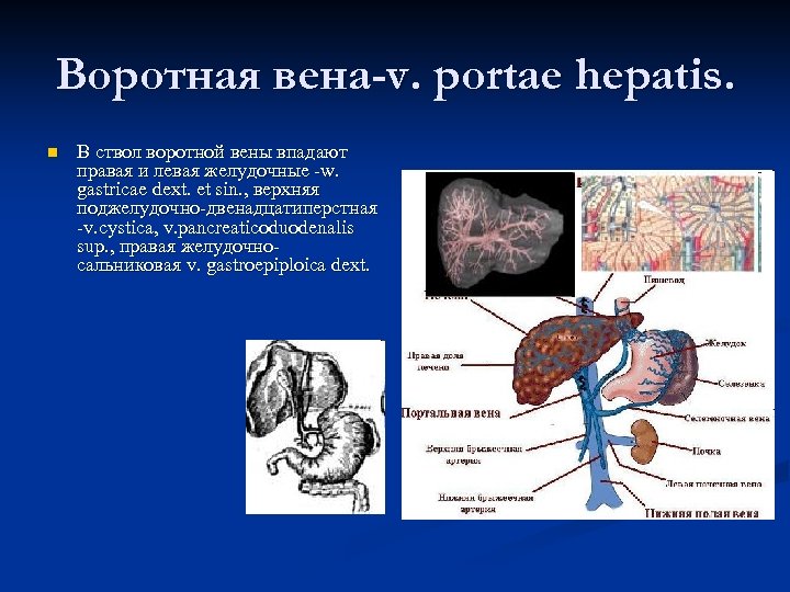 Воротная вена где находится у человека фото