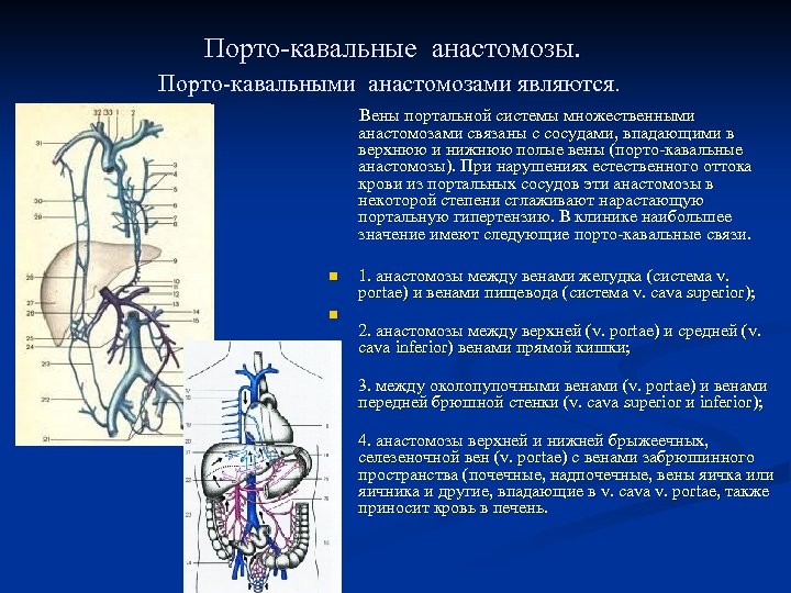 Схема воротной вены печени