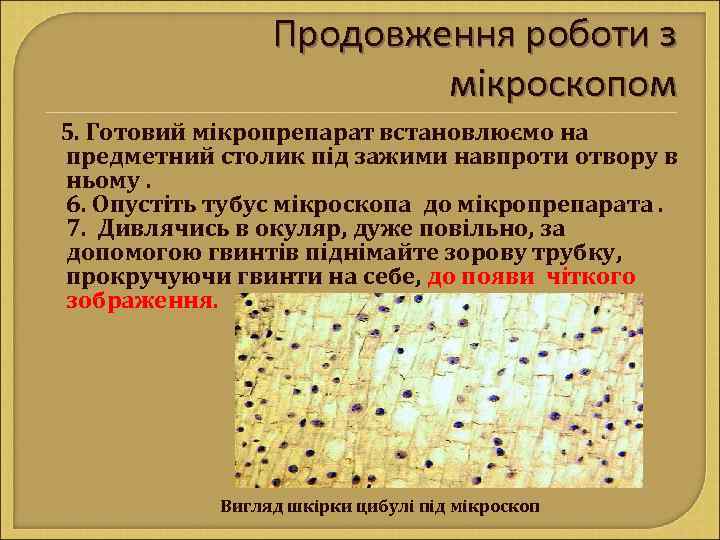 Продовження роботи з мікроскопом 5. Готовий мікропрепарат встановлюємо на предметний столик під зажими навпроти