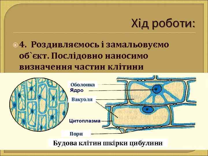 Хід роботи: 4. Роздивляємось і замальовуємо об`єкт. Послідовно наносимо визначення частин клітини Оболонка Вакуоля