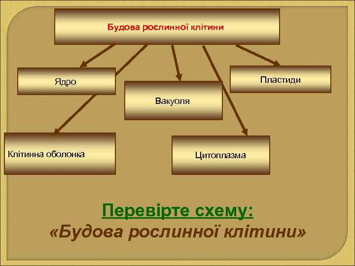 Будова рослинної клітини Пластиди Ядро Вакуоля Клітинна оболонка Цитоплазма Перевірте схему: «Будова рослинної клітини»