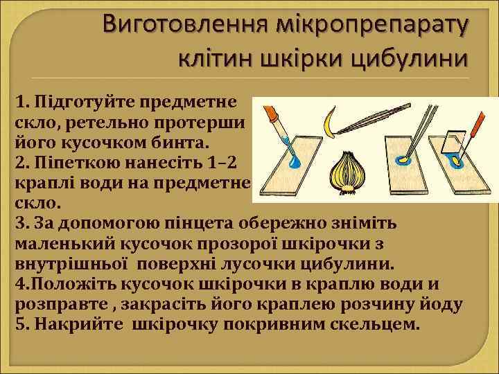 Виготовлення мікропрепарату клітин шкірки цибулини 1. Підготуйте предметне скло, ретельно протерши його кусочком бинта.