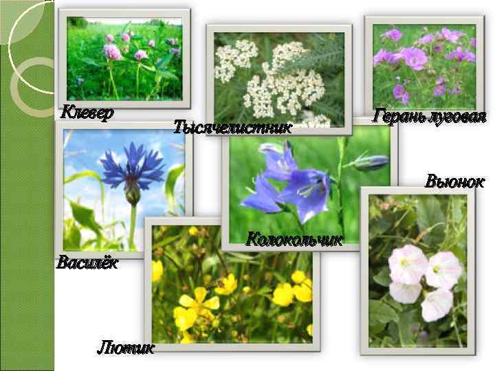 Клевер Тысячелистник Герань луговая Вьюнок Колокольчик Василёк Лютик 