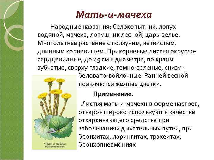Мать-и-мачеха Народные названия: белокопытник, лопух водяной, мачеха, лопушник лесной, царь-зелье. Многолетнее растение с ползучим,