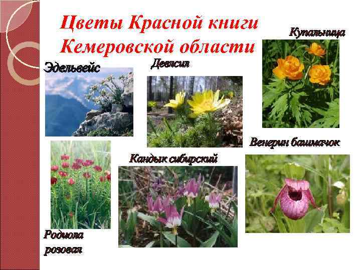 Цветы Красной книги Кемеровской области Эдельвейс Купальница Девясил Венерин башмачок Кандык сибирский Родиола розовая