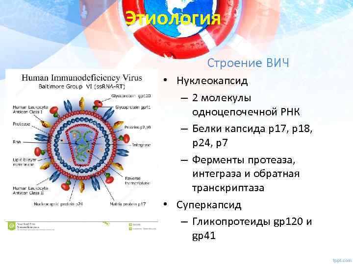 Этиология Строение ВИЧ • Нуклеокапсид – 2 молекулы одноцепочечной РНК – Белки капсида р17,