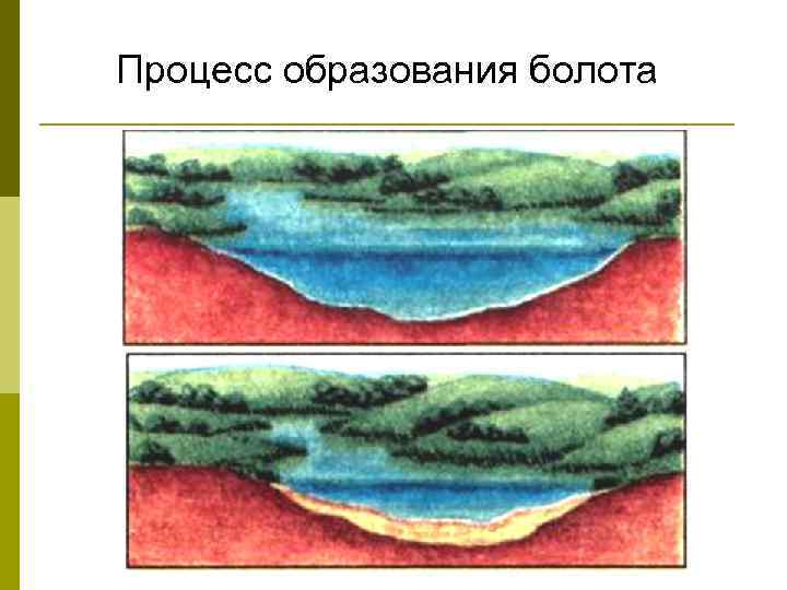 Процесс образования болота 