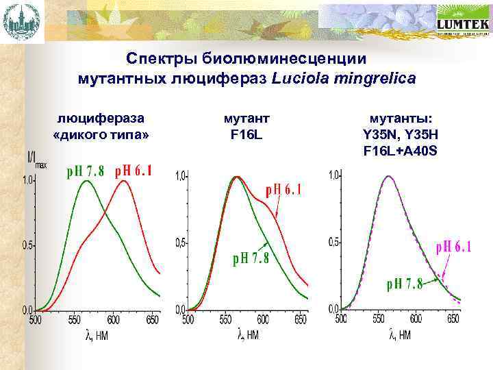 Спектры биолюминесценции мутантных люцифераз Luciola mingrelica люцифераза «дикого типа» мутант F 16 L мутанты: