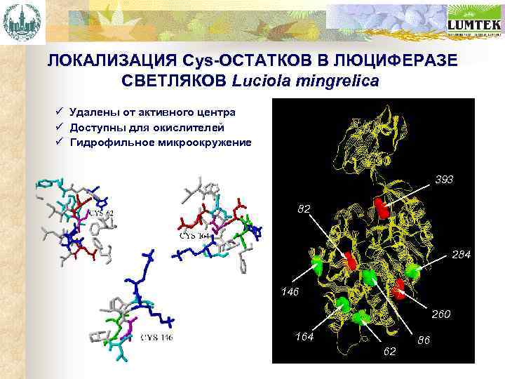 ЛОКАЛИЗАЦИЯ Cys-ОСТАТКОВ В ЛЮЦИФЕРАЗЕ СВЕТЛЯКОВ Luciola mingrelica ü Удалены от активного центра ü Доступны