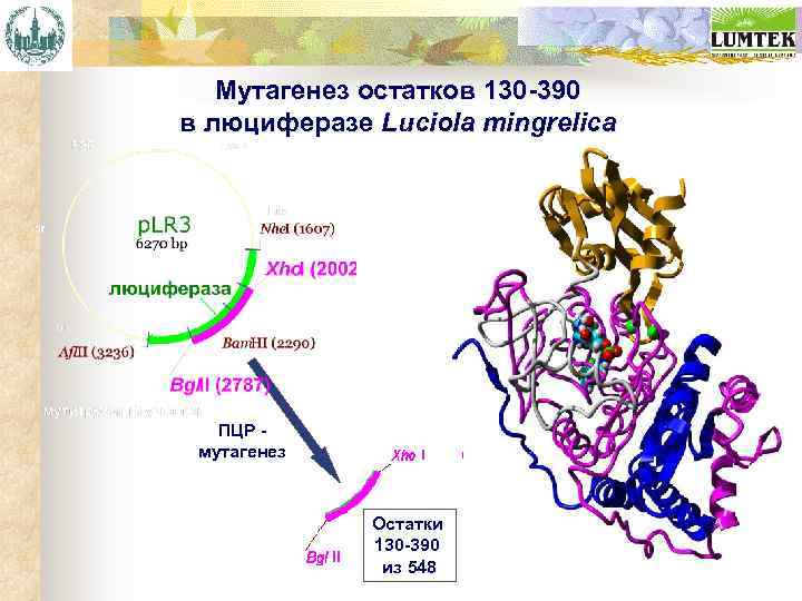 Мутагенез остатков 130 -390 в люциферазе Luciola mingrelica ПЦР мутагенез --Остатки -- 130 -390