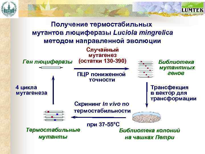 Получение термостабильных мутантов люциферазы Luciola mingrelica методом направленной эволюции Ген люциферазы Случайный мутагенез (остатки