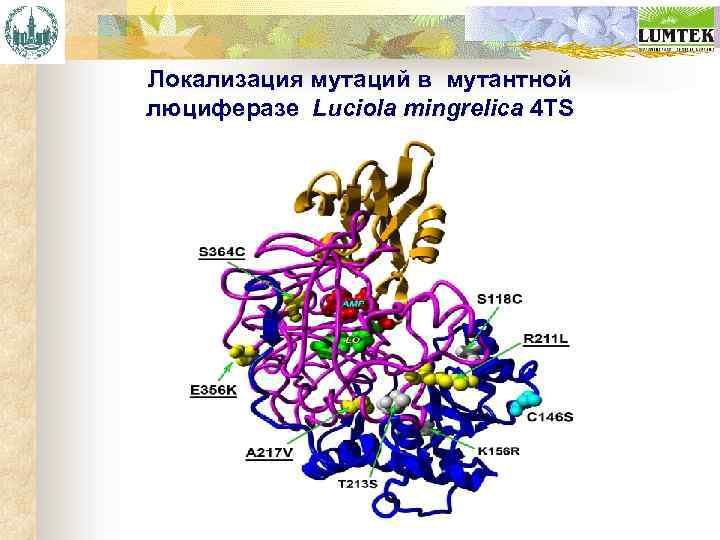 Локализация мутаций в мутантной люциферазе Luciola mingrelica 4 TS 