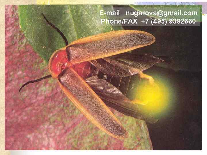 E-mail nugarova@gmail. com Phone/FAX +7 (495) 9392660 