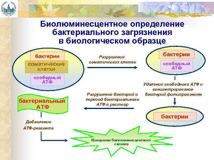 Биолюминесцентное определение бактериального загрязнения в биологическом образце бактерии соматические клетки свободный АТФ бактериальный АТФ