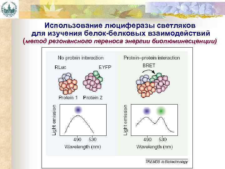 Использование люциферазы светляков для изучения белок-белковых взаимодействий (метод резонансного переноса энергии биолюминесценции) 