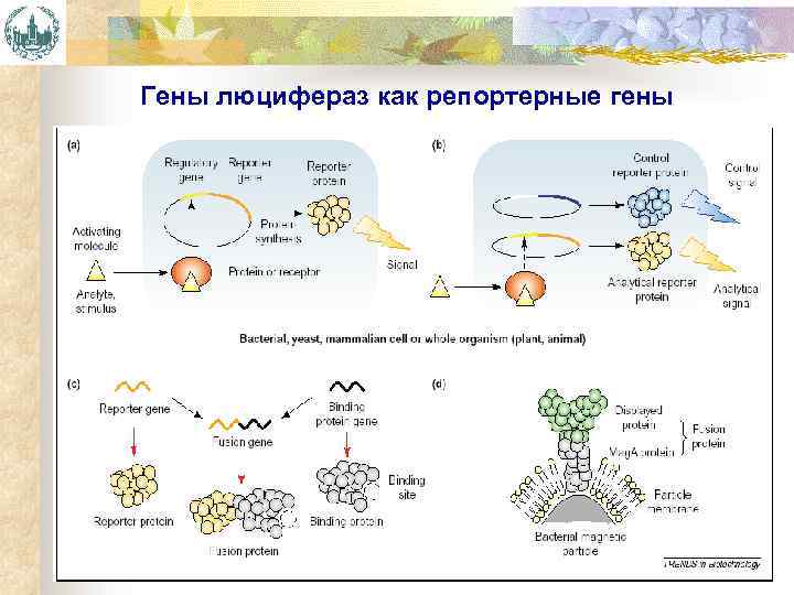 Гены люцифераз как репортерные гены 