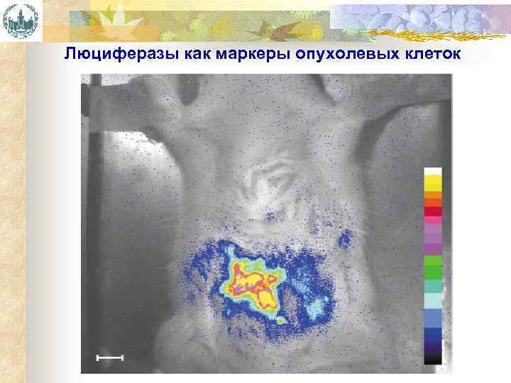 Люциферазы как маркеры опухолевых клеток 