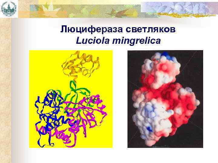 Люцифераза светляков Luciola mingrelica 