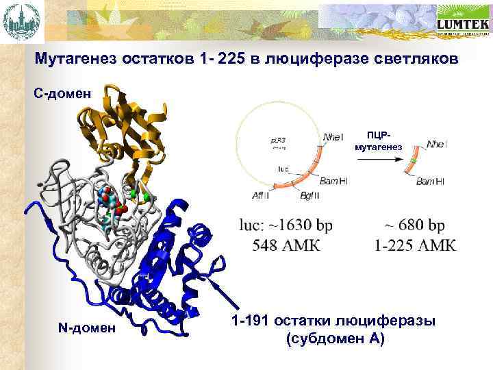 Мутагенез остатков 1 - 225 в люциферазе светляков C-домен ПЦРмутагенез N-домен 1 -191 остатки