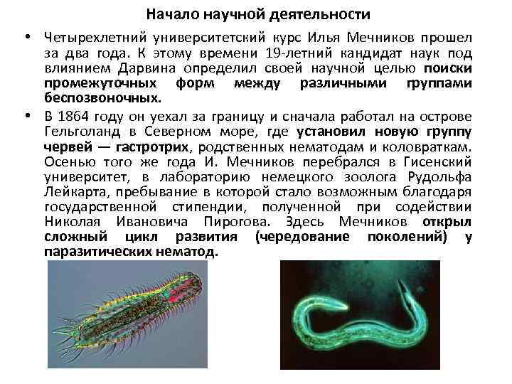 Начало научной деятельности • Четырехлетний университетский курс Илья Мечников прошел за два года. К