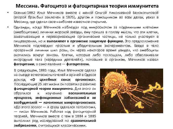 Мессина. Фагоцитоз и фагоцитарная теория иммунитета • • Осенью 1882 Илья Мечников вместе с