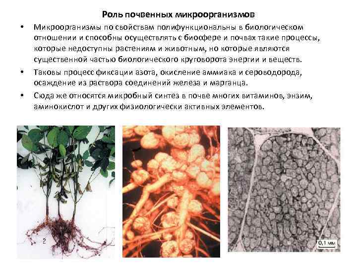 Роль бактерий гниения в природе
