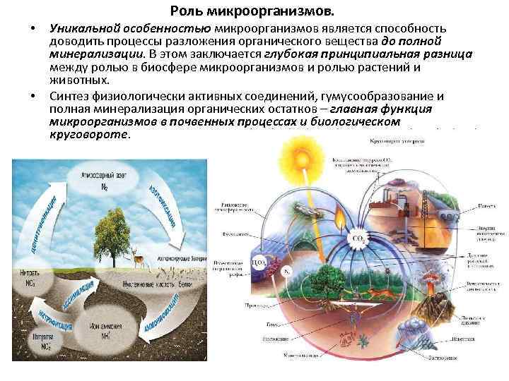 Роль микроорганизмов. • • Уникальной особенностью микроорганизмов является способность доводить процессы разложения органического вещества