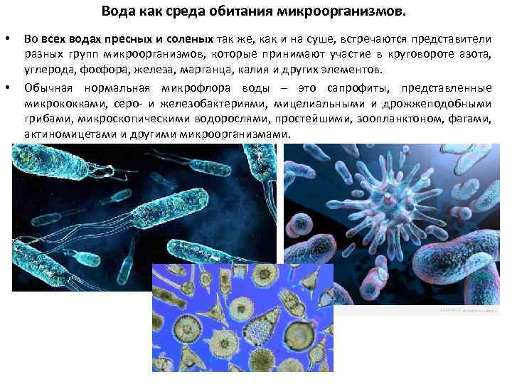 Вода как среда обитания микроорганизмов. • • Во всех водах пресных и соленых так