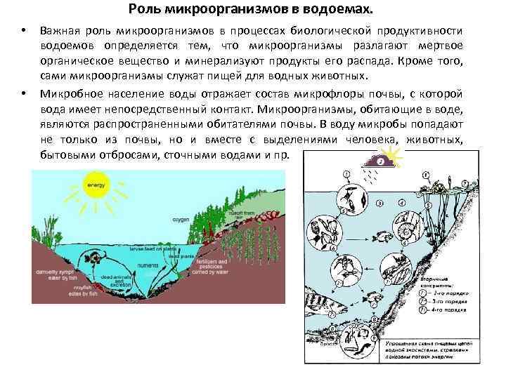 Роль микроорганизмов в водоемах. • • Важная роль микроорганизмов в процессах биологической продуктивности водоемов