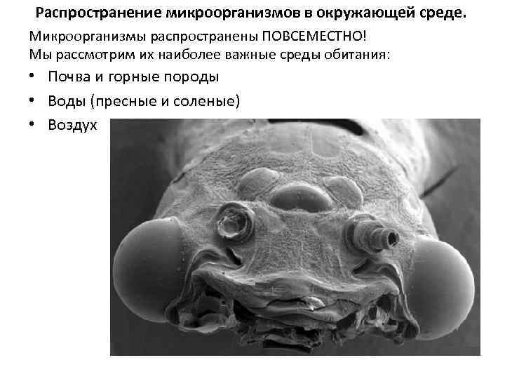 Распространение микроорганизмов в окружающей среде. Микроорганизмы распространены ПОВСЕМЕСТНО! Мы рассмотрим их наиболее важные среды