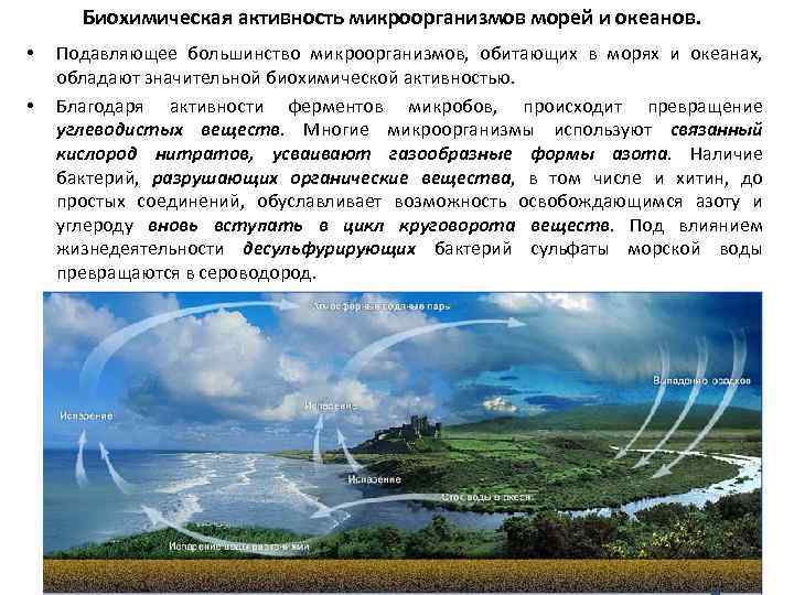 Биохимическая активность микроорганизмов морей и океанов. • • Подавляющее большинство микроорганизмов, обитающих в морях