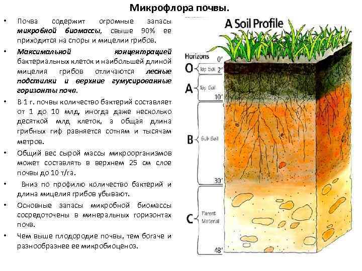 Микрофлора почвы. • • Почва содержит огромные запасы микробной биомассы, свыше 90% ее приходится