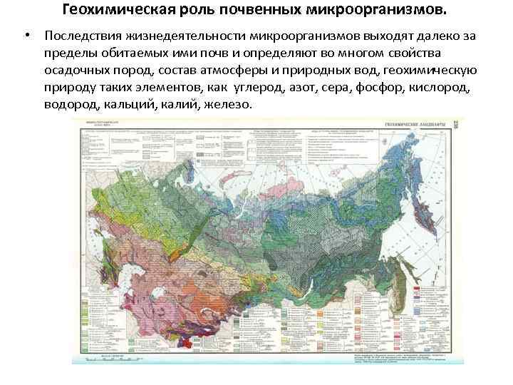 Геохимическая роль почвенных микроорганизмов. • Последствия жизнедеятельности микроорганизмов выходят далеко за пределы обитаемых ими